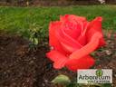 Lidka rose photo