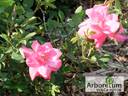 De Montarville rose photo