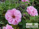 Milevsko rose photo