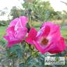 William Booth rose photo