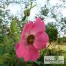 Denise Hilling rose photo