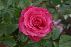 City of Christchurch rose photo