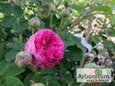 Corporal Johann Nagy rose photo