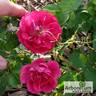Caroline Bank rose photo