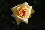 Paul Holmes rose photo