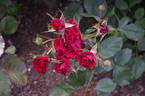 Hans Christian Andersen rose photo