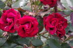 Hans Christian Andersen rose photo