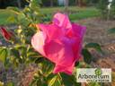 Růžena rose photo