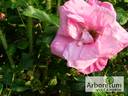 Adam Chodun rose photo