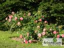 Mein Schöner Garten ® rose photo