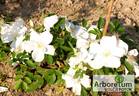 Morden Snowbeauty rose photo