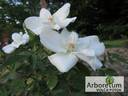 Morden Snowbeauty rose photo