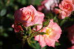 Just Jenny rose photo