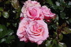 Modern Miss rose photo