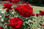 Young Heart rose photo