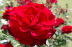 Young Heart rose photo