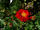 Peter Pan rose photo