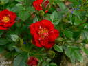 Peter Pan rose photo