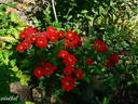 Peter Pan rose photo