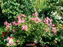 Pink Cover rose photo