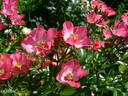 Pink Cover rose photo