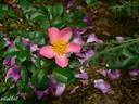 Pink Cover rose photo