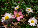 Pink Cover rose photo