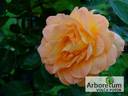 Jean Giono rose photo