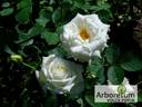 Polar Star rose photo