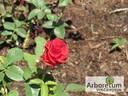 Lezginka rose photo