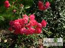 Jarocin rose photo