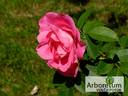 Rudolfina rose photo