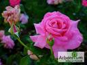 Klimentina rose photo