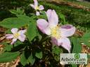 Jablonovy kvet rose photo