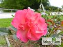 Madlenka rose photo