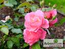 Madlenka rose photo