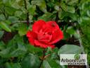 Komsomolskii Ogoniok rose photo