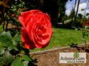 Komet rose photo
