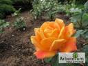 Aranyhíd rose photo