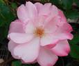 Charles Kuralt ™ rose photo