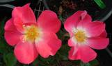 Yabba Dabba Doo rose photo