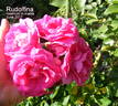 Rudolfina rose photo