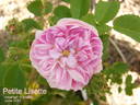 Petite Lisette rose photo