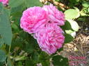 d'Arcet rose photo
