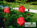 Lidka rose photo