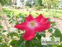 Laurent Nicolas rose photo