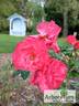 Jarocin rose photo