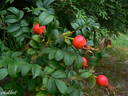 Rotes Meer rose photo