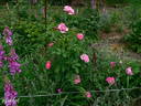 Rudolfina rose photo
