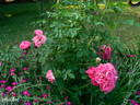 Rudolfina rose photo